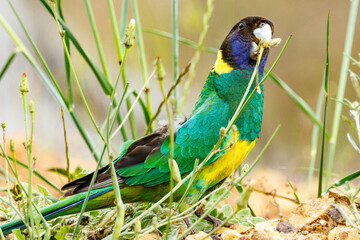 28 Ringneck Parrot in Western Australia