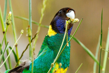 28 Ringneck Parrot in Western Australia