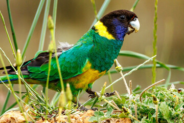 28 Ringneck Parrot in Western Australia