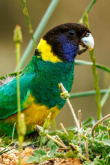 28 Ringneck Parrot in Western Australia