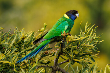 28 Ringneck Parrot in Western Australia