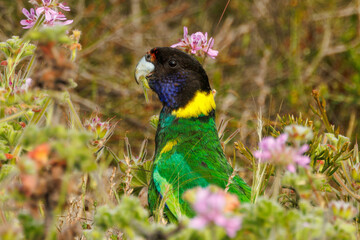 28 Ringneck Parrot in Western Australia