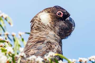 Carnaby's Black Cockatoo in Western Australia
