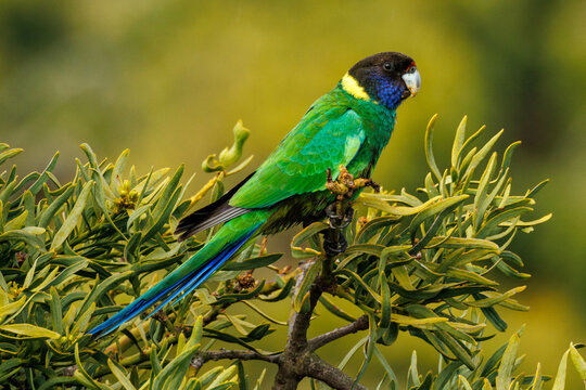28 Ringneck Parrot in Western Australia