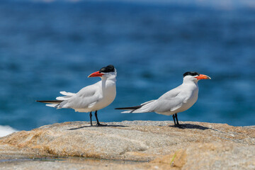 Caspian Tern in Western Australia
