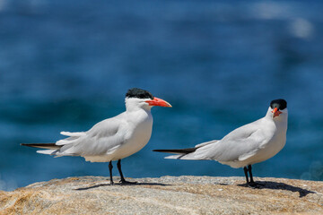 Caspian Tern in Western Australia