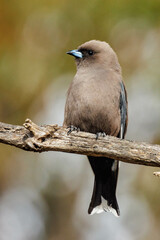 Dusky Woodswallow in Western Australia