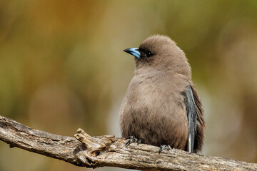 Dusky Woodswallow in Western Australia