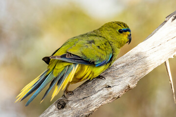 Elegant Parrot in Western Australia