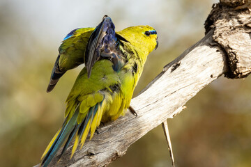 Elegant Parrot in Western Australia