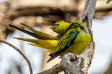 Elegant Parrot in Western Australia