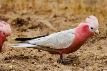 Galah Cockatoo in Western Australia