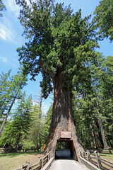 Fototapeta premium Landscape with Chandelier tree vertical - Leggett, California