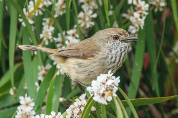 Inland Thornbill in Western Australia