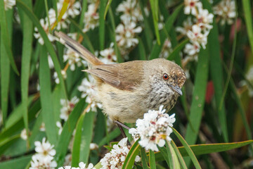 Inland Thornbill in Western Australia
