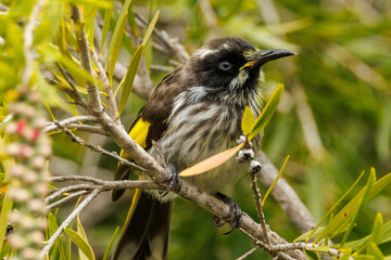 New Holland Honeyeater in Western Australia
