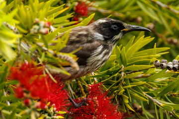 New Holland Honeyeater in Western Australia