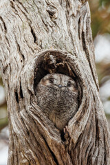 Owlet Nightjar in Western Australia