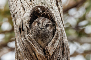 Owlet Nightjar in Western Australia
