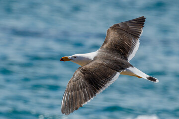 Pacific Gull in Western Australia