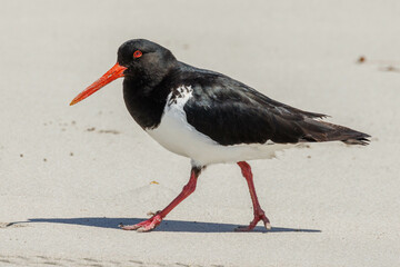 Pied Oystercatcher in Western Australia