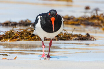 Pied Oystercatcher in Western Australia