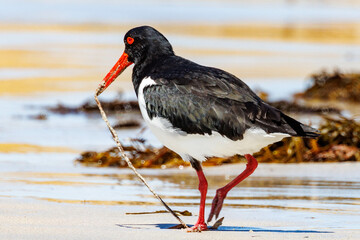 Pied Oystercatcher in Western Australia