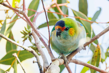 Purple-crowned Lorikeet in Western Australia