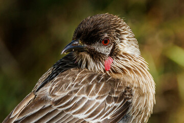 Red Wattlebird in Western Australia