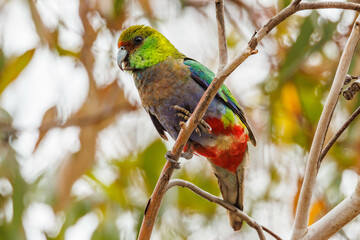 Red-capped Parrot in Western Australia