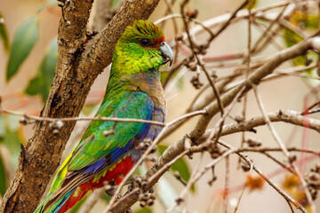 Red-capped Parrot in Western Australia