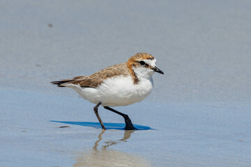 Red-capped Plover in Western Australia