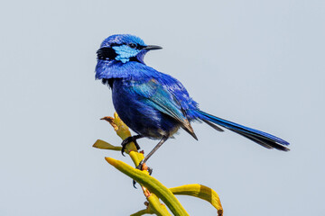 Splendid Fairywren in Western Australia