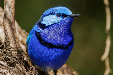 Splendid Fairywren in Western Australia