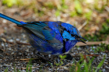 Splendid Fairywren in Western Australia