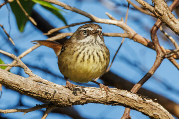 Spotted Scrubwren in Western Australia