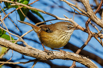Spotted Scrubwren in Western Australia