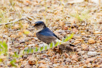 Tree Martin in Western Australia