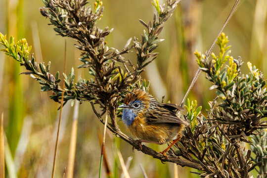 Southern Emu-wren In Western Australia