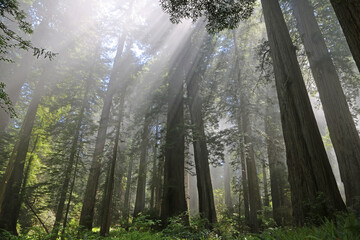 Morning sunrays in the forest - Redwood National Park, California