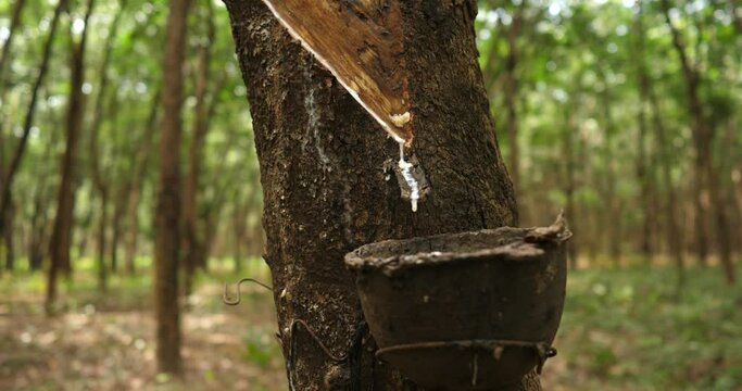 (Hevea Brasiliensis) Rubber Latex extracted from tree,rubber during sunset