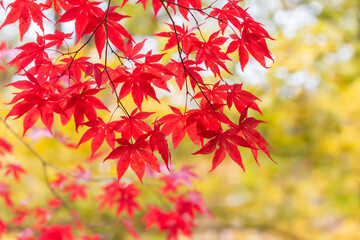 Looking up at bright red Japanese Maple leaves at peak fall season.