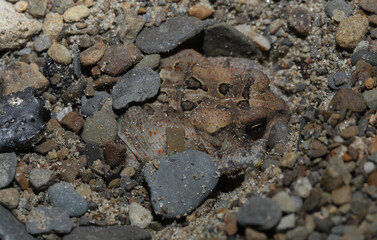 American toad (Anaxyrus americanus) burrowed into a sandy river bank. 
