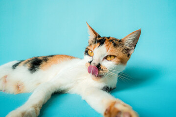 The tricolor mother cat who is about 5 years old is posing lazily on the tosca background, looking very relaxed and cute