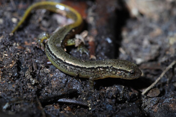 Northern Two Lined Salamander (Eurycea bislineata). 