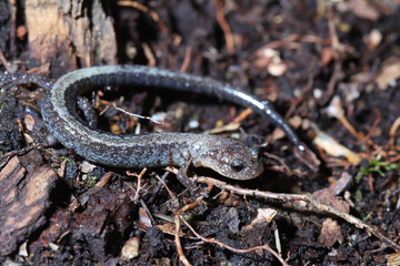 Close-up of the face of a coiled color morph of the red-backed salamander (Plethodon cinereus) that is lacking red pigment. 