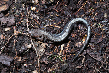 A white-stripe color morph of the red-back salamander (Plethodon cinereus).  This species typically has a red stripe down its back but some individuals have white stripes or no stripes. 