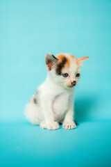 Fototapeta na wymiar One month old white striped domestic cat is confused in front of a turquoise background, very adorable and cute
