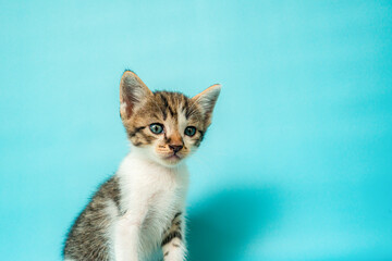 One month old striped black and white kitten stylish in front of a turquoise background, very adorable and cute