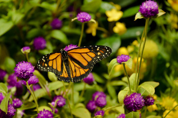 Fototapeta na wymiar monarch butterfly on purple flower